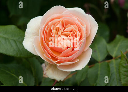 Rose Sweet Juliet Stock Photo