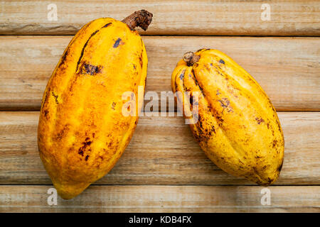 Ripe Indonesia's cocoa pod  setup on rustic wooden background. Stock Photo