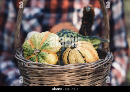 a young caucasian man wearing a plaid shirt holds a worn wicker basket with an assortment of different pumpkins in front of him Stock Photo