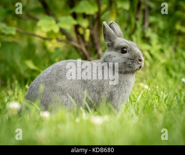 A young cute little rabbit sitting in the grass Stock Photo