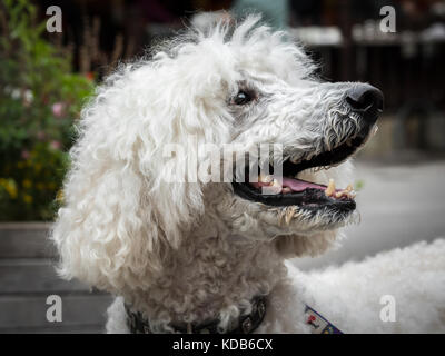 Portrait of a white royal poodle with an open mouth Stock Photo