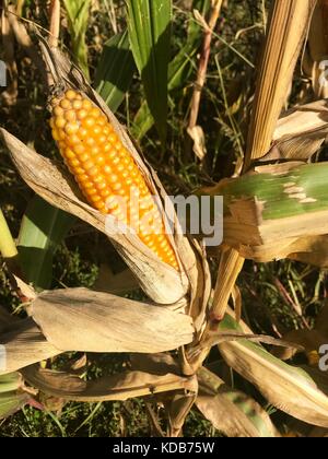 Ripe maize corn ear on the cob in cultivated agricultural corn field ready for harvest picking Stock Photo