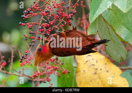 A chestnut-colored woodpecker, Celeus castaneus, foraging on melostome fruits. Stock Photo