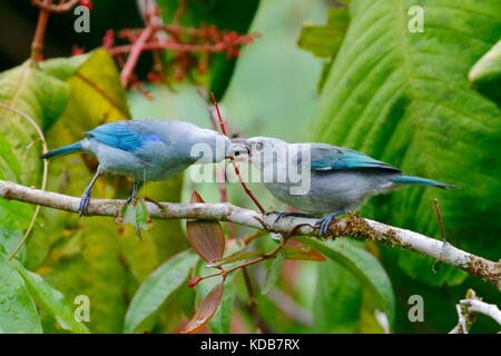 A blue-gray tanager, Thraupis episcopus, feeding another. Stock Photo