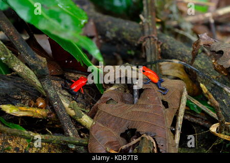 Two strawberry poison frog or strawberry poison-dart frog, Oophaga pumilio, in an attraction stance. Stock Photo