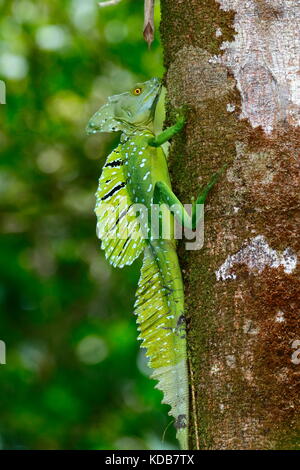 A plumed basilisk, Basiliscus plumifrons, also called a green basilisk, is at rest on a tree trunk. Stock Photo