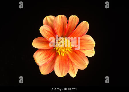 A single flower of a beautiful dahlia isolated against a black background. Stock Photo