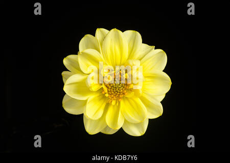 A single flower of a beautiful yellow dahlia isolated against a black background. Stock Photo