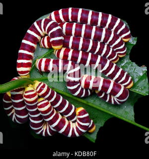 A group of unidentified brightly banded caterpillars feeding on leaves. Stock Photo