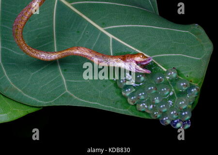 A Plain Tree Snake, Imantodes inornatus, swallowing red eyed tree frog eggs. Stock Photo