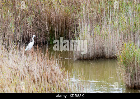 Little egret, Egretta garzetta beside a brackish pool on the marshes at Holme in North Norfolk. Stock Photo
