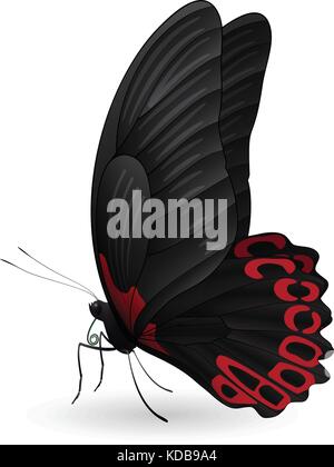 Beautiful butterfly isolated on a white background Stock Vector