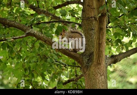 A grey squirrel. sitting on a branch of a tree in London, whilst eating a nut. The squirrel climbed the tree in a small park at an urban area. Stock Photo