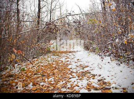 a snow covered tree bends over a forest walkway Stock Photo