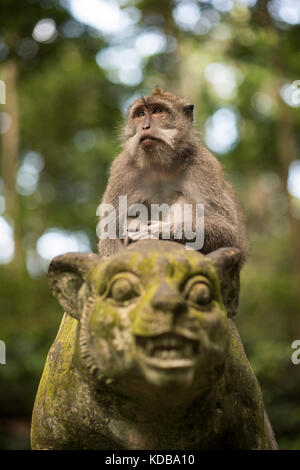 Long-tailed macaque, Sangeh Monkey Forest, Ubud, Bali, Indonesia Stock Photo