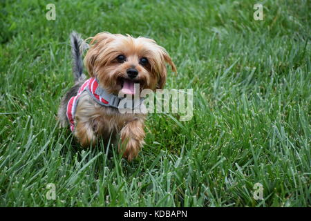 Happy Dorkie Yorkshire Terrier running on green grass and wearing red jacket Stock Photo