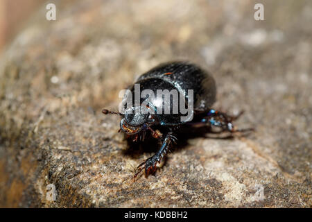 Black Earth-boring dung dor beetle, Anoprotrupes stercorosus, portrait on stump at pine forest, macro Stock Photo