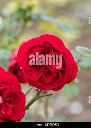 Rosa, 'Look Good... Feel Better',  'Poulcas034' Stock Photo