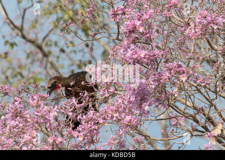 Chestnut-bellied Guan (Penelope ochrogaster) in a flowering pink Ipe tree, Pantanal, Mato Grosso, Brazil Stock Photo