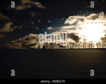 Row of trees at Mild Seven Hills, Biei, Hokkaido, Japan, in winter with snowfield, silhouetted Stock Photo