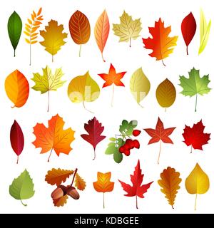 Set of autumn colored leaves. Vector elements . Stock Vector