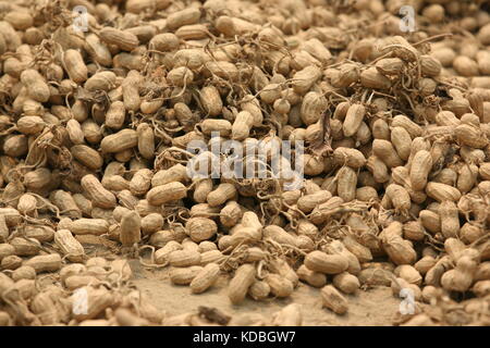 Frisch geerntete Erdnüsse mit Wurzeln zum sortieren - Freshly harvested peanuts with roots for sorting - Stock Photo