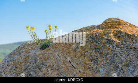 Yellow flower grows on rock Stock Photo
