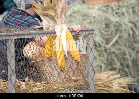 Asti, Italy - September 10, 2017: Corn cobs hang on a net on a farm Stock Photo