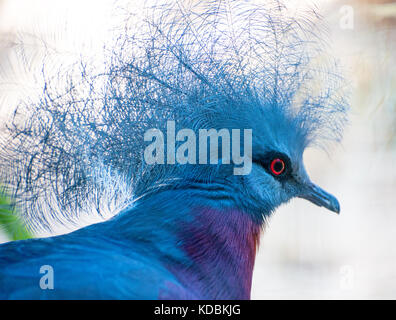 Portrait of Sclater's Crowned-pigeon. Stock Photo