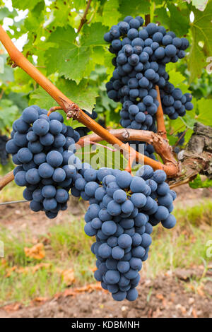 Vineyards. Pomerol. Bordeaux wine region. Aquitaine Region, Gironde Department. France Europe Stock Photo
