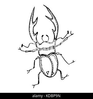 Beetle on a white background. Vector illustration Stock Vector