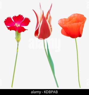 Set of Red flowers tulips, poppy and Red wildflower. Vector illustration. Isolated on white Stock Vector