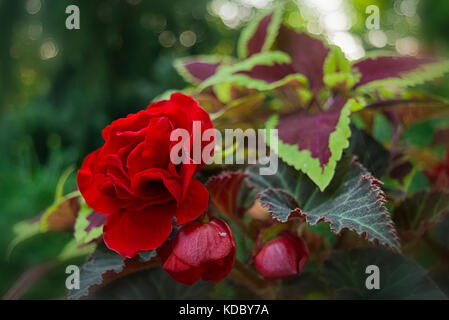 A scarlet mocca begonia, surrounded by watermelon coleus. Stock Photo