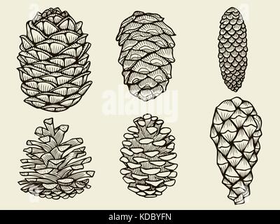 Pine cones of cedar spruce fir christmas tree pine set. hand-drawn vector illustration Stock Vector