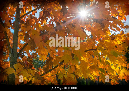 Sun shining through vibrant colored maple leaves. Stock Photo