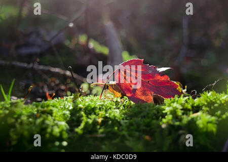 A lonely maple leaf laying on moss in early fall. Stock Photo