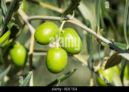 Olives on an olive tree, Antequera. Málaga province, Andalusia. Southern Spain Europe Stock Photo