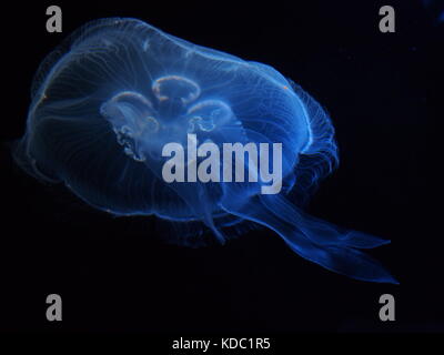 Jellyfish with a black background