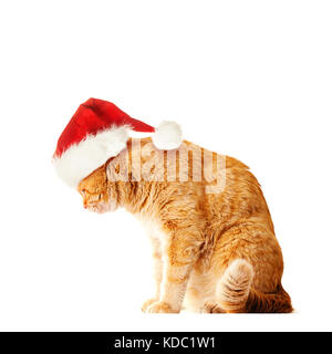 Big Orange Cat wearing Santa Hat Isolated on White Background Stock Photo