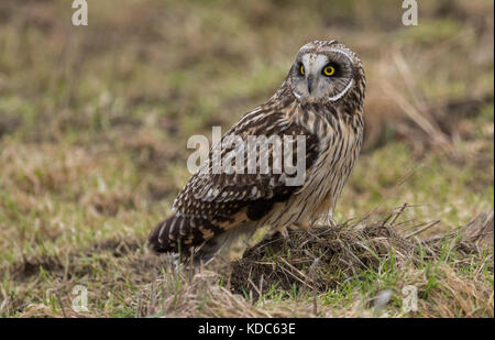 Short Eared Owl Stock Photo