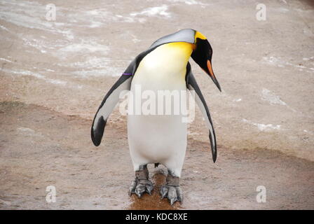 Penguin at Edinburgh zoo Stock Photo
