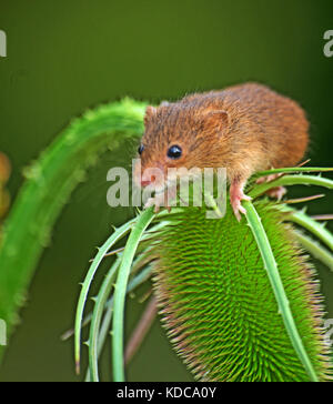 Harvest Mice, Micromys Minutus Stock Photo