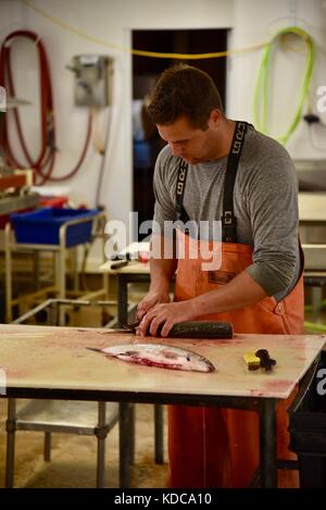 Hard working fisherman gutting and filleting fresh fish at Baileys Harbor Fishing Co. in the Door County community of Baileys Harbor, Wisconsin, USA Stock Photo