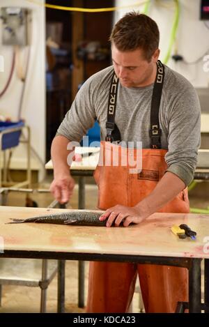 Hard working fisherman gutting and filleting fresh fish at Baileys Harbor Fishing Co. in the Door County community of Baileys Harbor, Wisconsin, USA Stock Photo