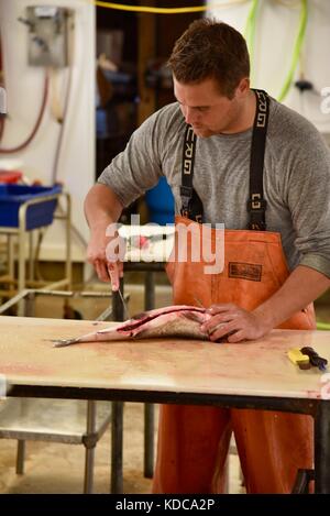 Hard working fisherman gutting and filleting fresh fish at Baileys Harbor Fishing Co. in the Door County community of Baileys Harbor, Wisconsin, USA Stock Photo