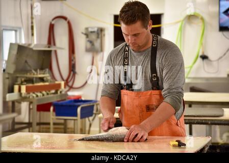 Hard working fisherman gutting and filleting fresh fish at Baileys Harbor Fishing Co. in the Door County community of Baileys Harbor, Wisconsin, USA Stock Photo