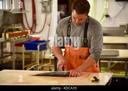 Hard working fisherman gutting and filleting fresh fish at Baileys Harbor Fishing Co. in the Door County community of Baileys Harbor, Wisconsin, USA Stock Photo