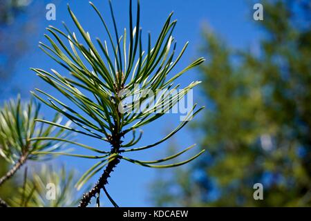 Close up of new growth on a pine tree against brilliant blue sky Stock Photo