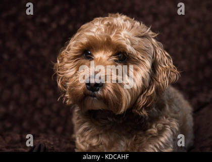 Cockapoo Portrait - Golden Cockapoo dog closeup portrait Stock Photo