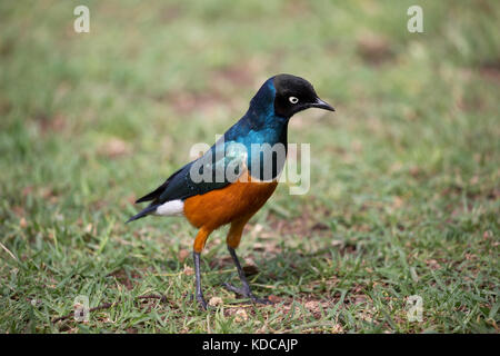 Superb starling Lamprotornis superbus formerly Spreo superbus on lawn Elsamere Kenya Stock Photo